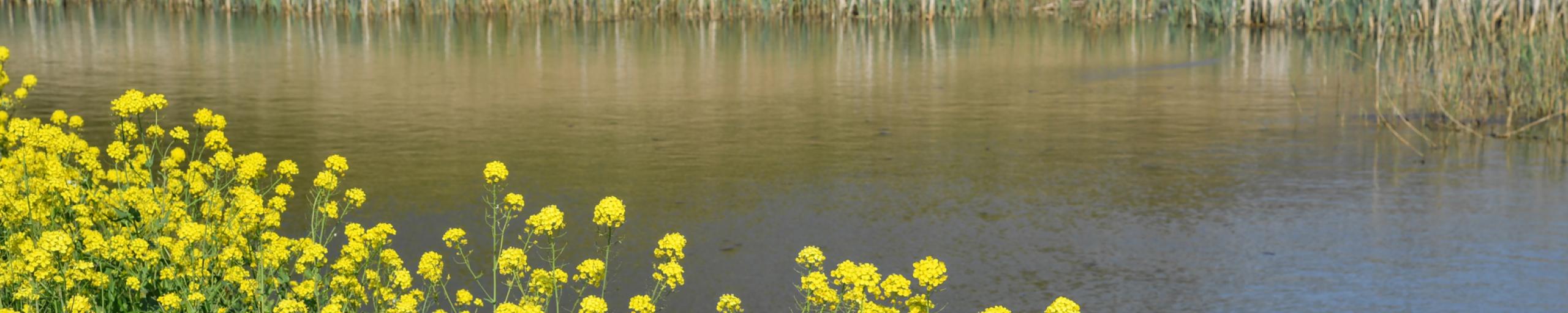 Gele bloemen langs de waterkant