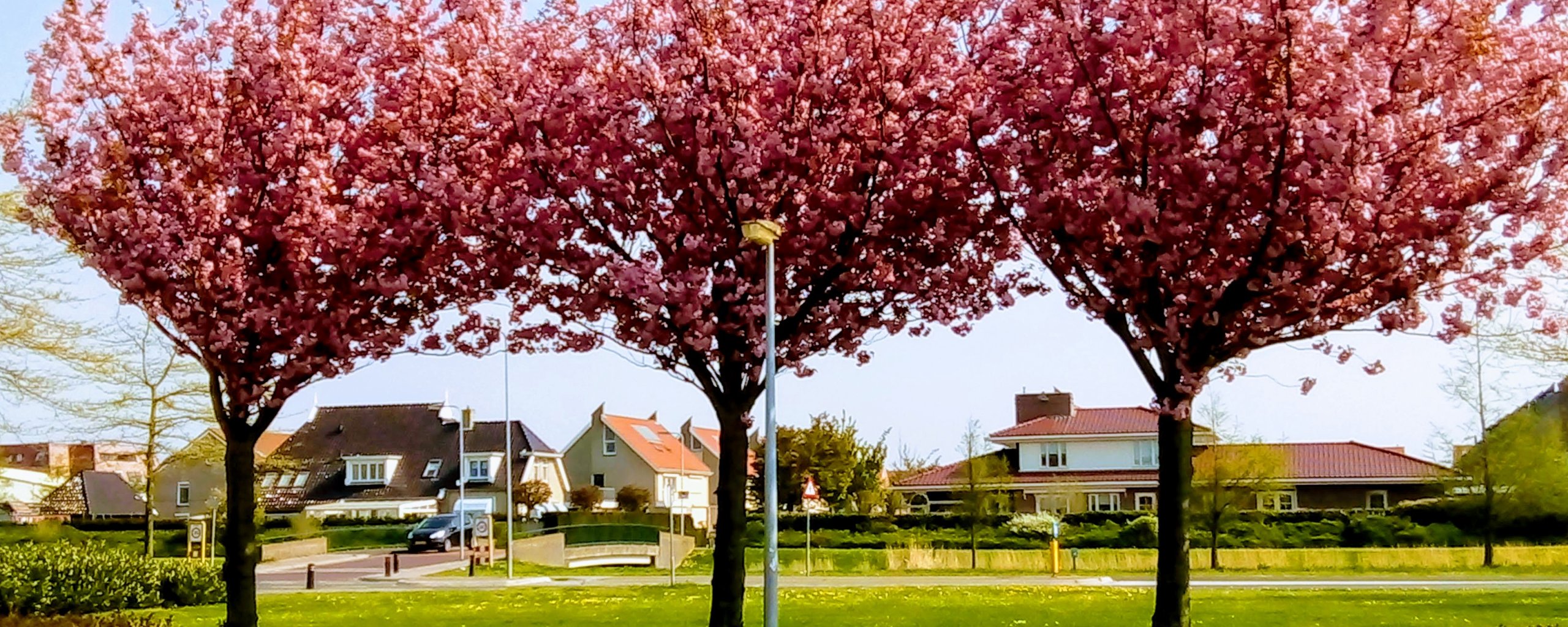 Roze bomen op Urk