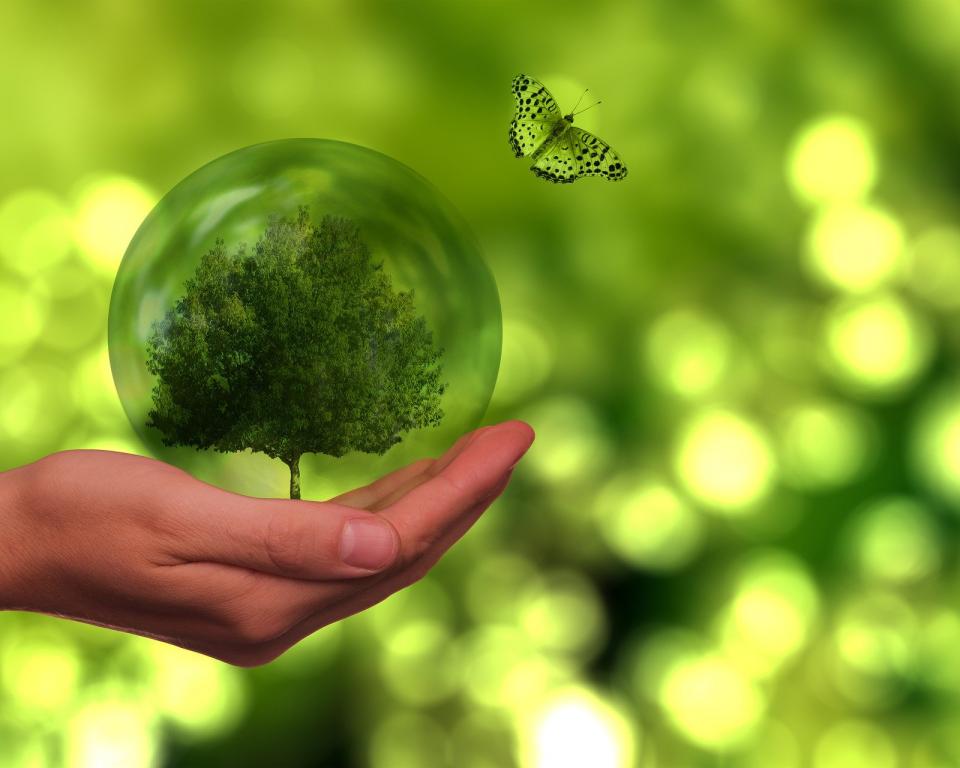 Een hand die een glazen bol vasthoudt met daarin een groene boom en een vlinder die er boven vliegt