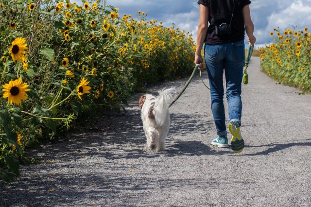 Een persoon loopt met een hond aan de lijn op een pad omgeven door zonnebloemen