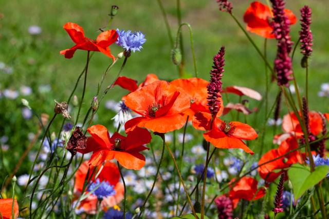 Rode klaprozen met paarse bloemetjes ertussen 