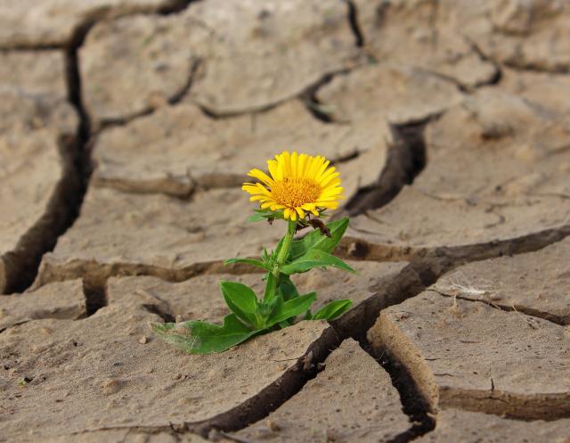 droge bodem met scheuren en een paardenbloem