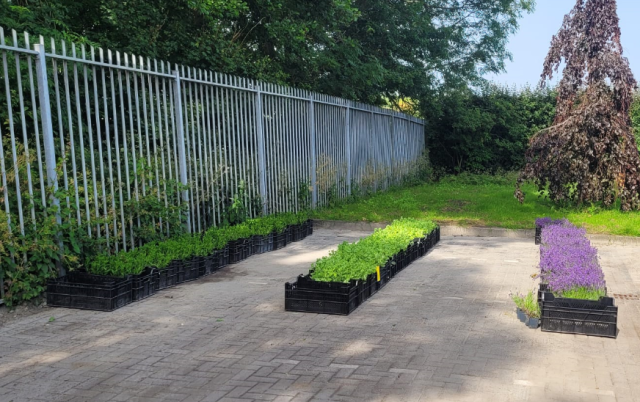 3 bakken met planten voor de actie steenbreek