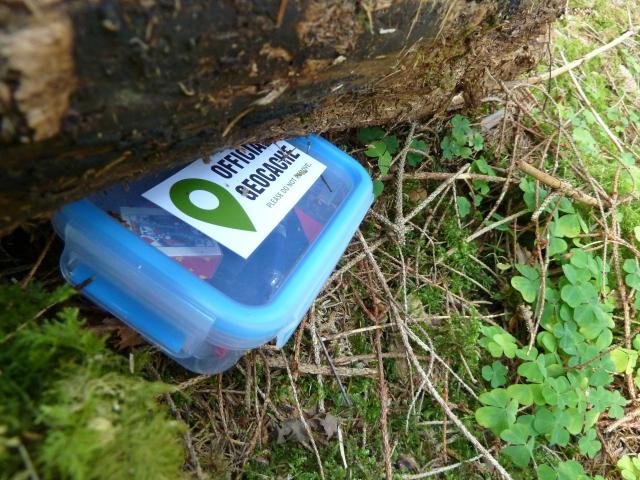 Geocache onder een boomstronk