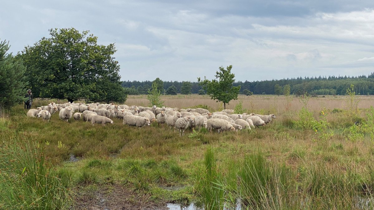 Werken aan een gezonde heide op de Malpie