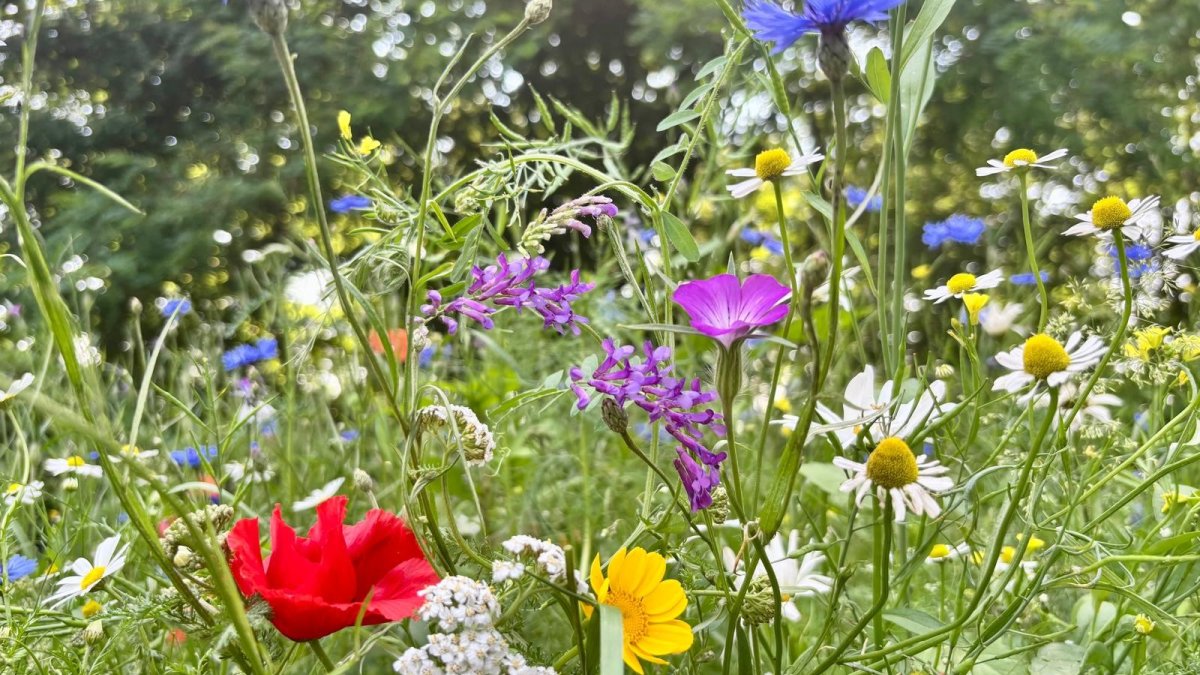 Gemeente Valkenswaard deelt gratis bloemzadenmengsel uit