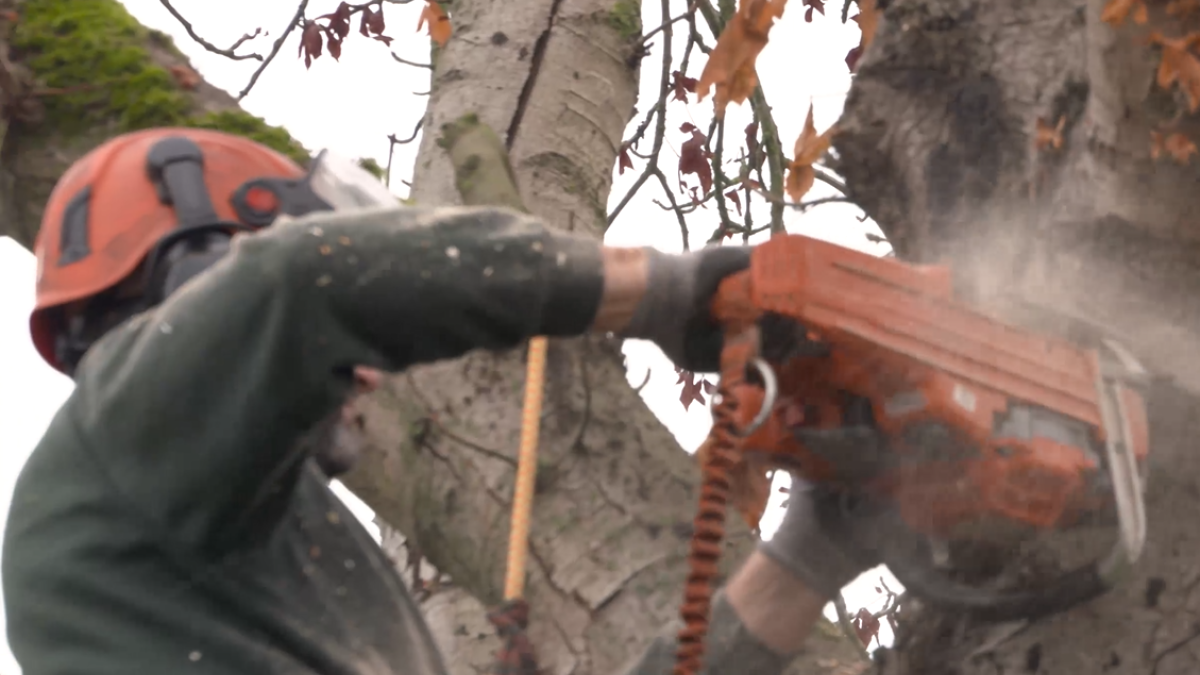 Gemeente aan de slag met het kappen van zieke en dode bomen