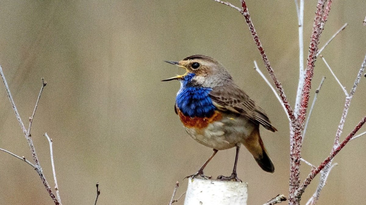 Winnaar lente-editie fotowedstrijd bekend