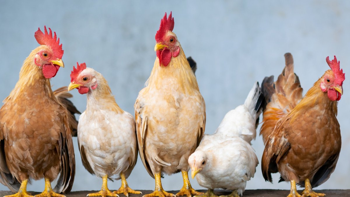 Vogelgriep vastgesteld in Belgisch grensgebied