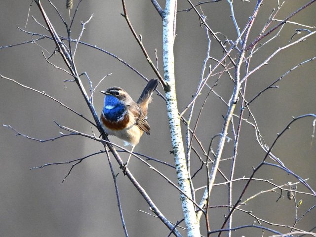 Blauwborst man