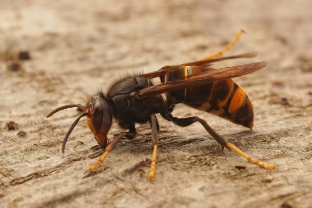 Gedetailleerde foto van een aziatische hoornaar