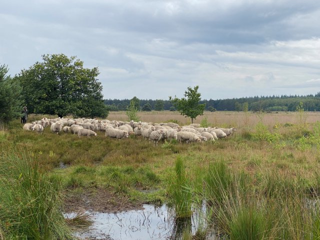 Kudde schapen op de Malpie