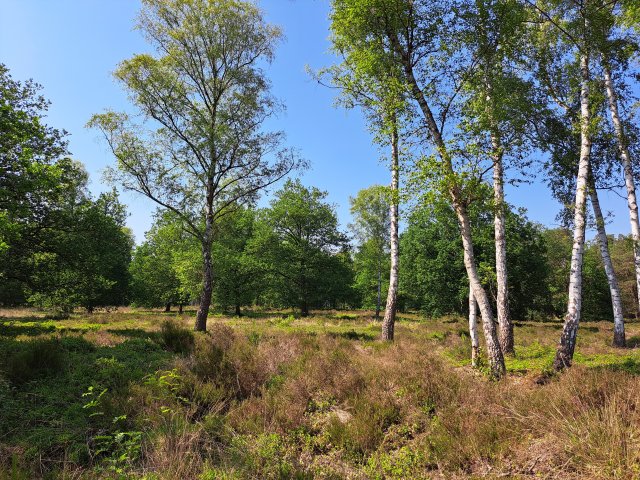 Groep Berkenbomen