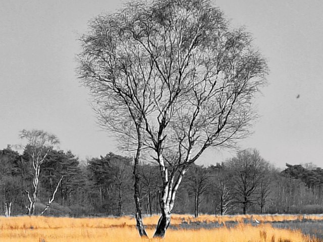 Boom op de malpie een natuurgebied
