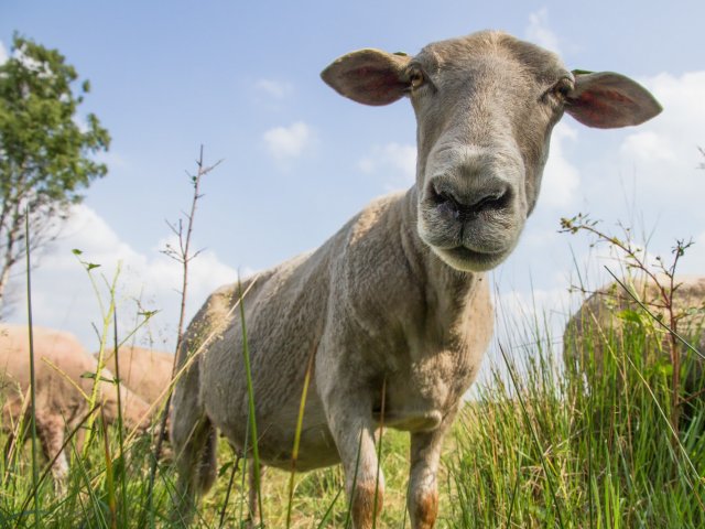 Foto van een heideschaap