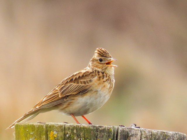 Foto van een veldleeuwerik