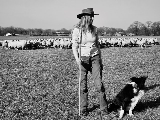 schaapsherder met hond en schapen