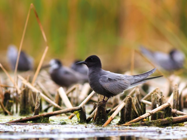 Foto van een vogel de zwarte stern