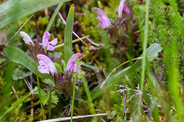 foto van het plantje Heidekartelblad