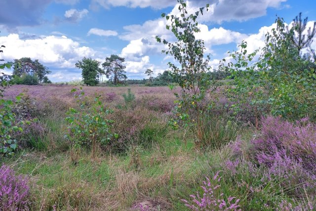 foto van de malpie in bloei