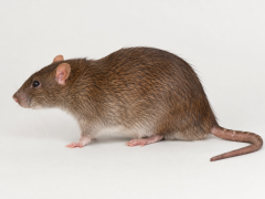 Afbeelding van een bruine rat