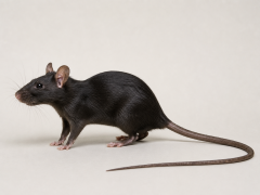 Zwarte rat