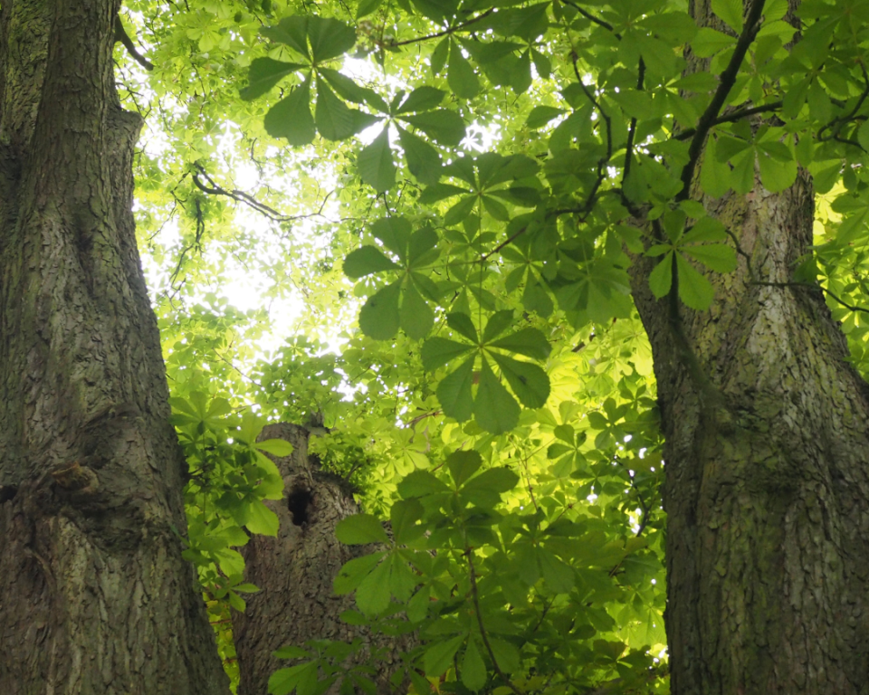 Paardenkastanje boom