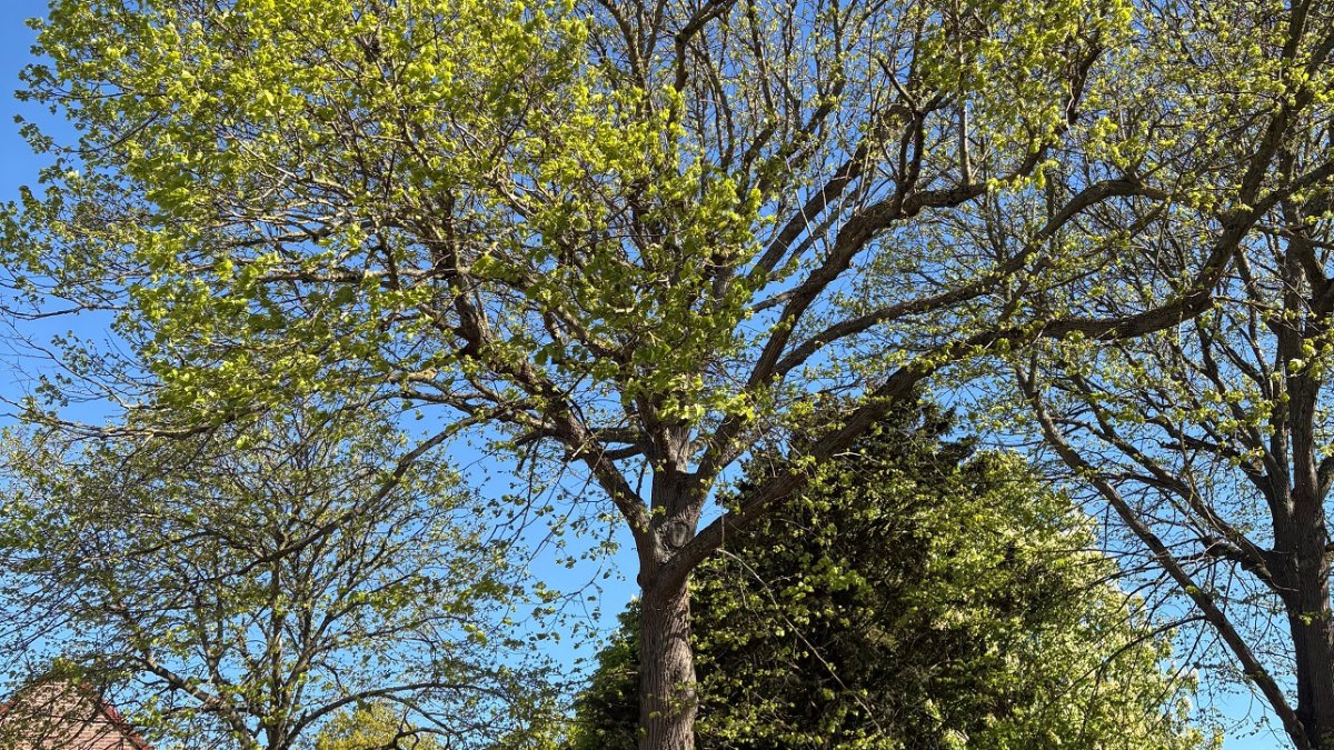Noodkap Hollandse linde bij ’t Groentje in Domburg