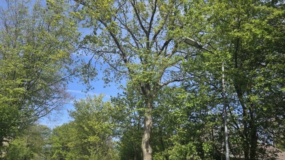 Noodkap eikenboom in de Margrietenlaan 8 Oostkapelle