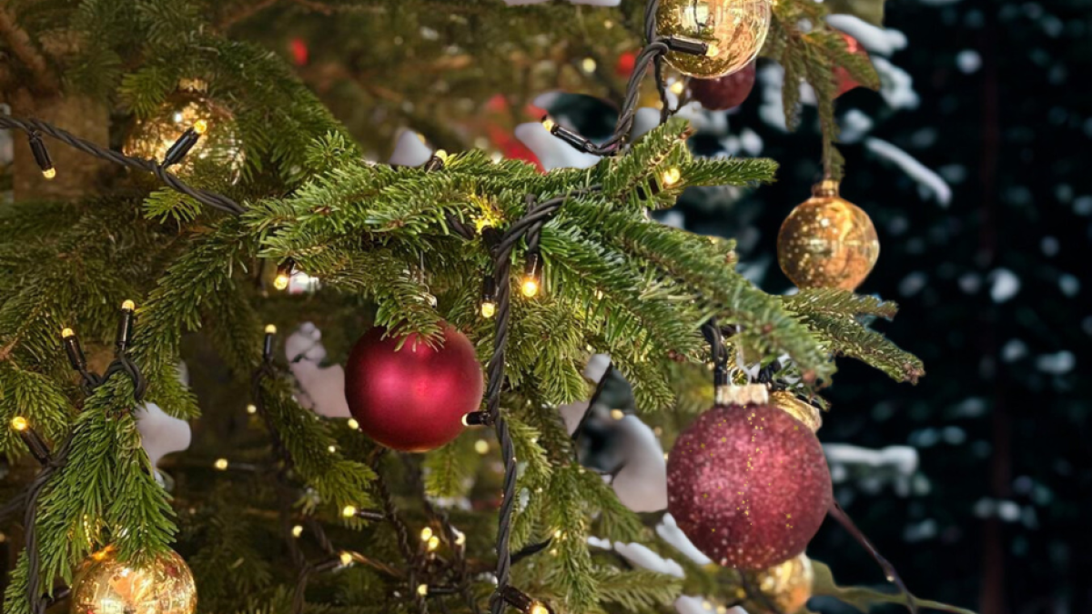 Ophalen kerstbomen