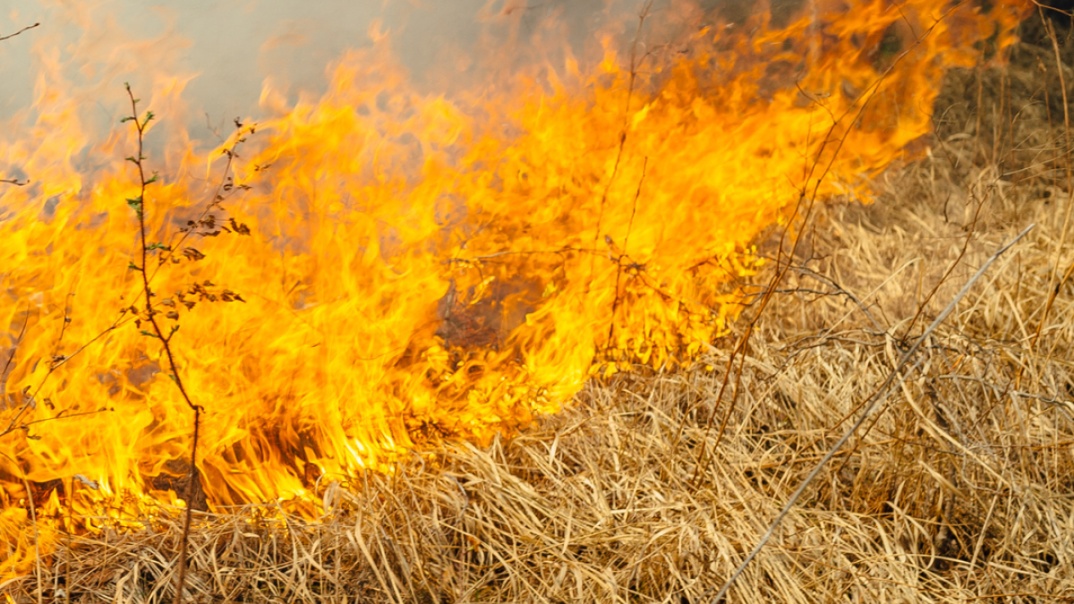 Risico op natuurbranden