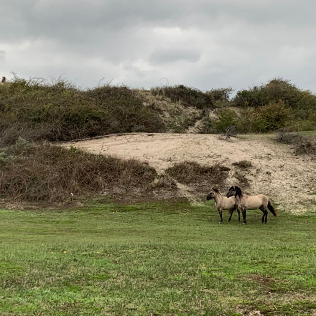 Paarden in de manteling