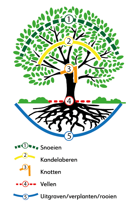 Visuele weergave (illustratie) van 5 mogelijke werkzaamheden aan een boom.