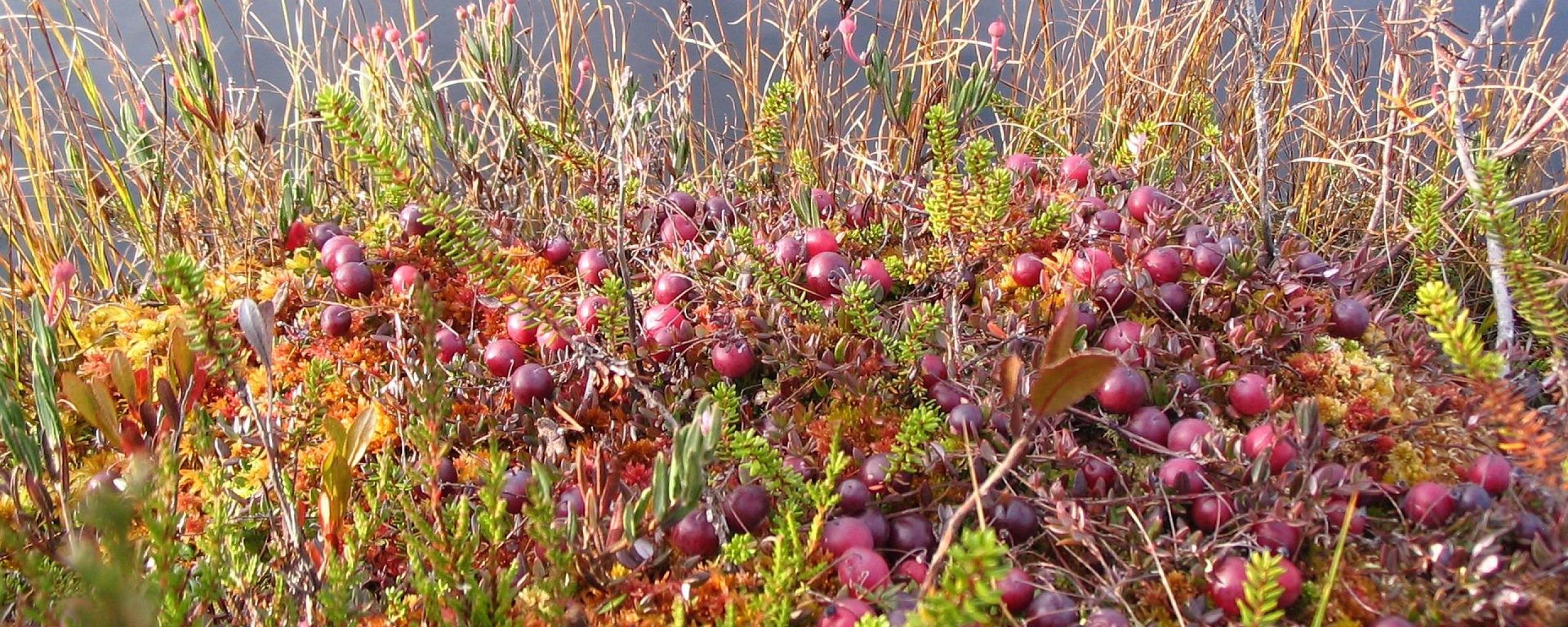 cranberryplantjes