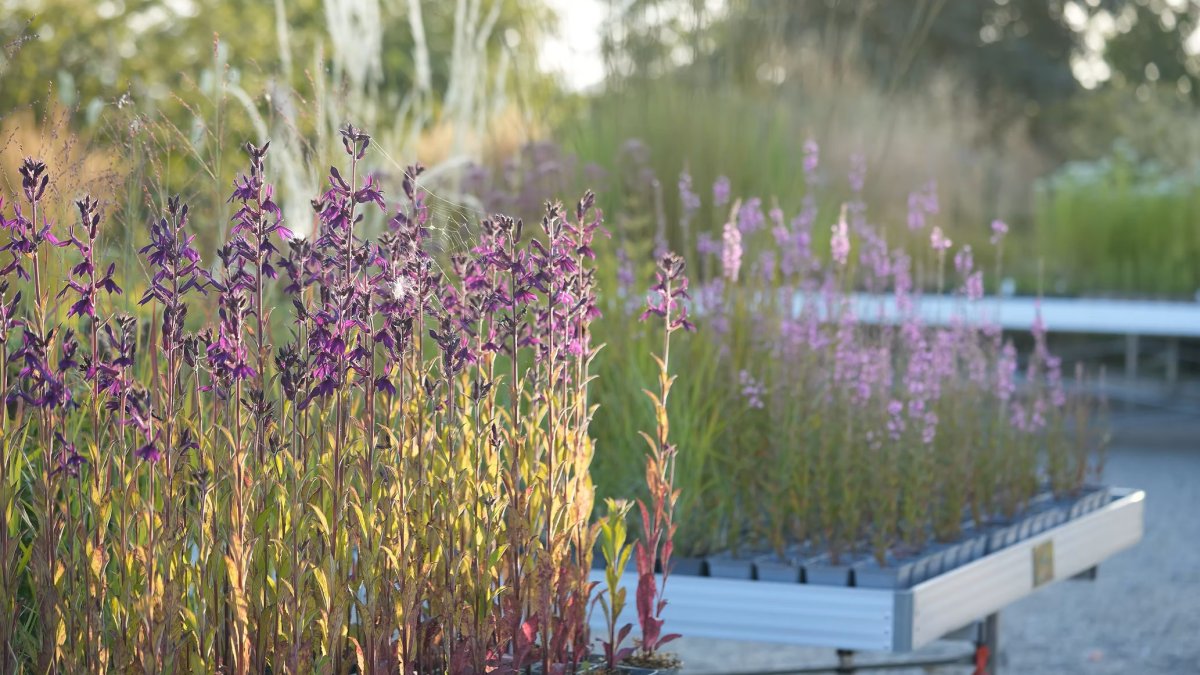 Volg een gratis tuinworkshop op 16 en 19 september 2026