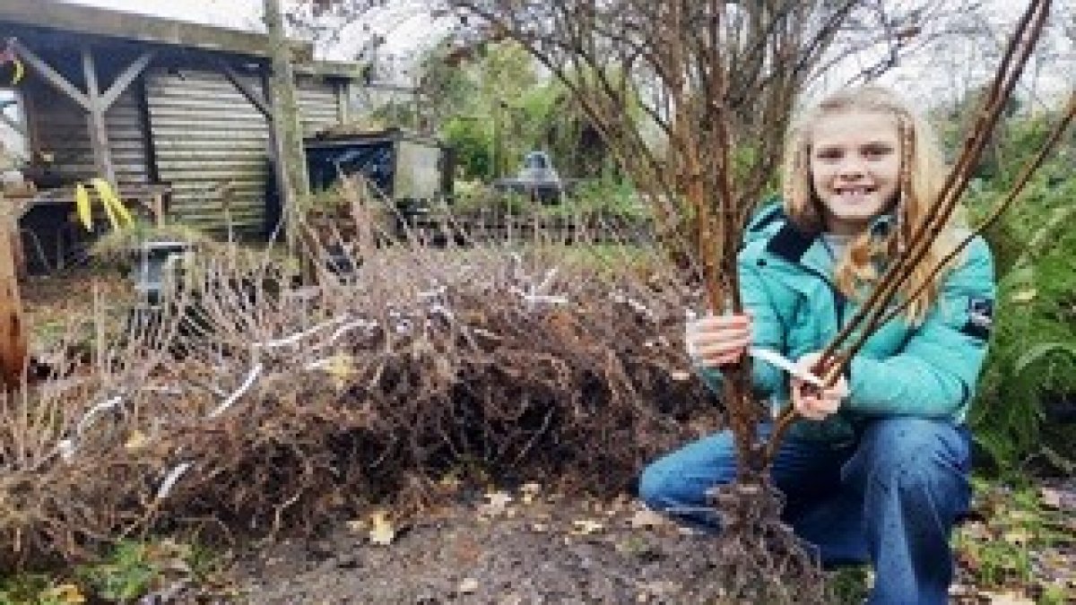 Boompjes Uitdeelactie ophalen in Ritthem op 6 december 2025