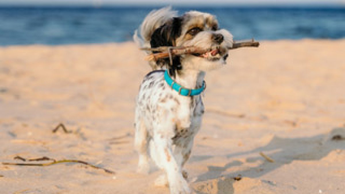 Honden op de Vlissingse stranden tijdens de zomerperiode