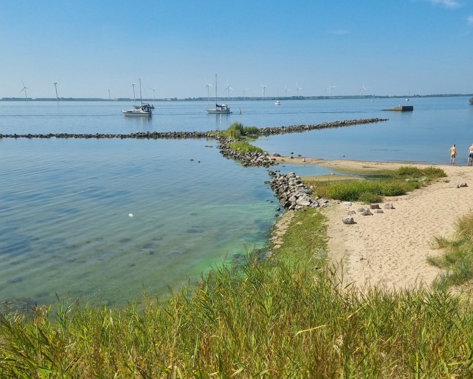 Strand Haringvliet met blauwalg in het water