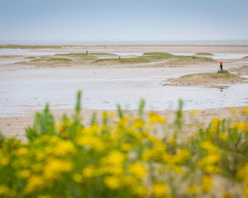 duinen-water-gele-bloemen
