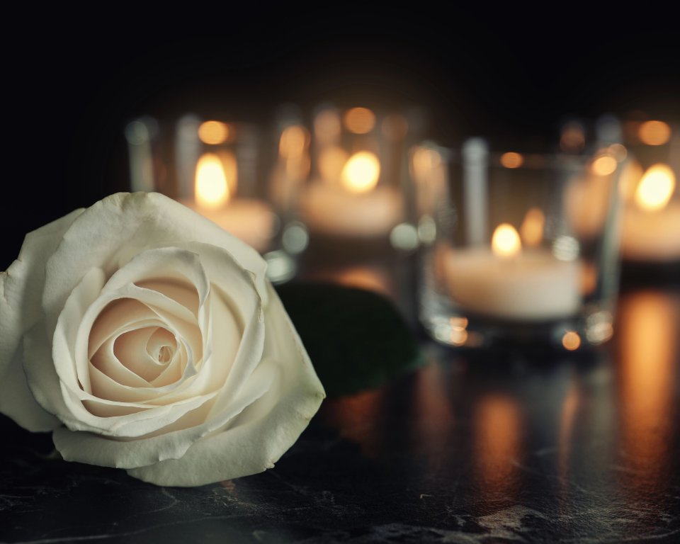 White rose with candles in the background