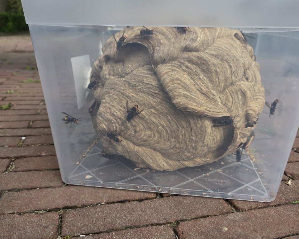 Plastic bak met daarin een hoornaarsnest