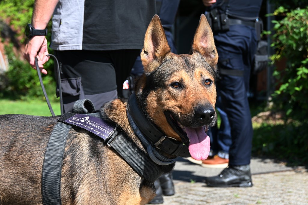 en hond die explosieve stoffen en gevaarlijke chemische stoffen ruikt