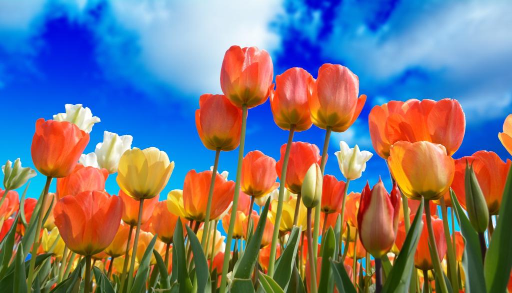 Tulpen tegen een blauwe lucht