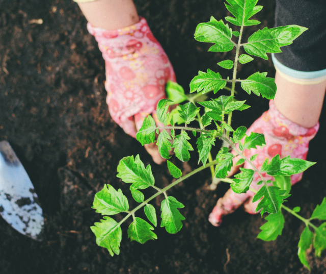 Decoratieve Afbeelding Compost
