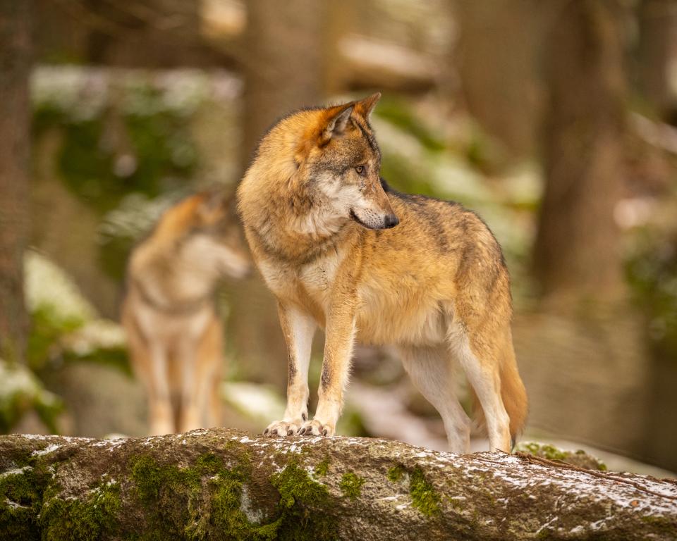 Afbeelding van wolf ter illustratie