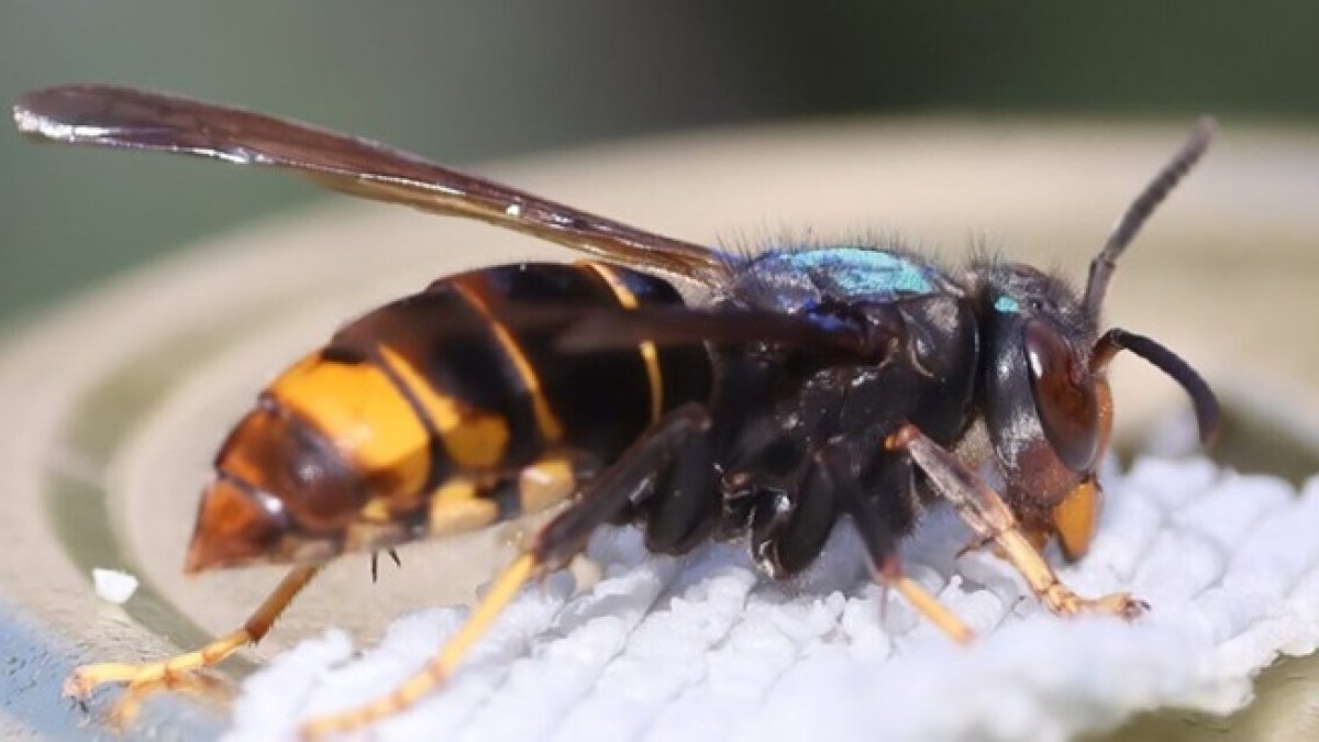 Aziatische hoornaar gespot? Meld het en blijf op afstand