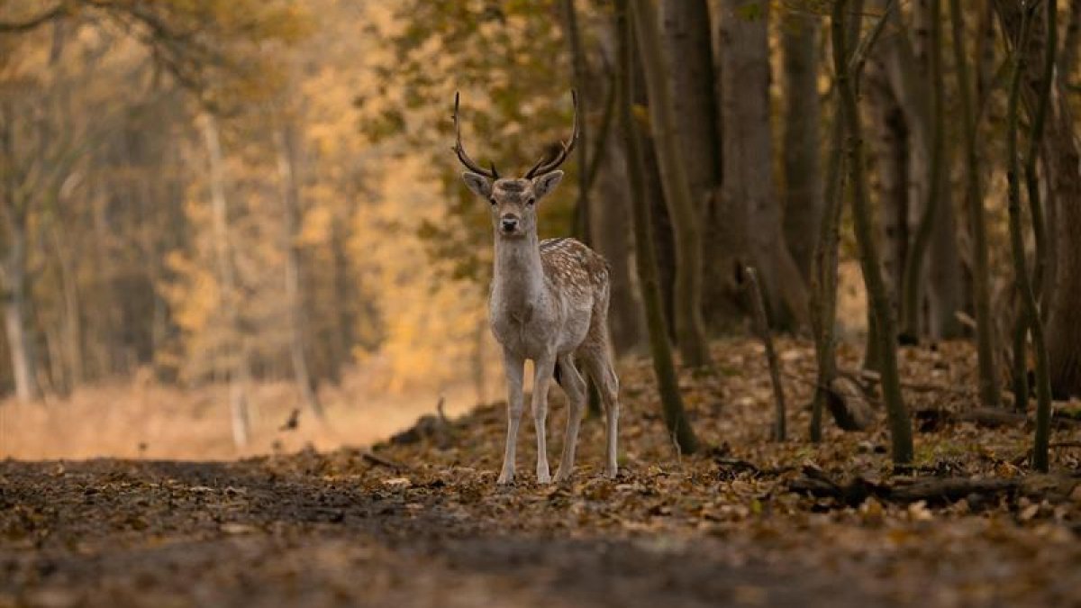 Opletten en snelheid aanpassen voor overstekend wild