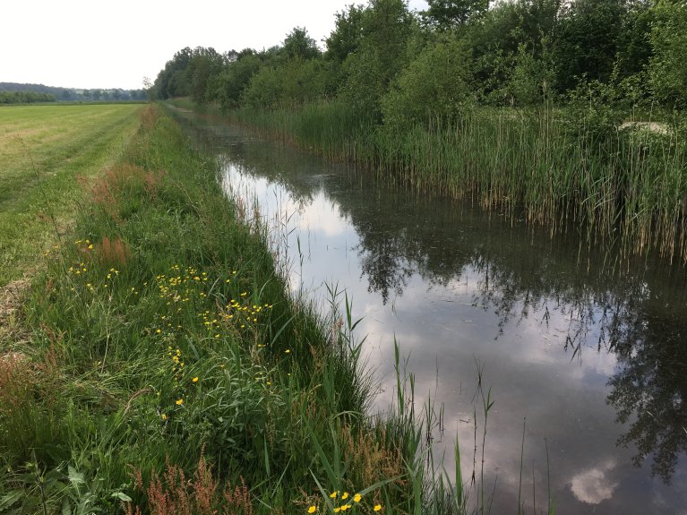 een natuurvriendelijke oever langs een sloot