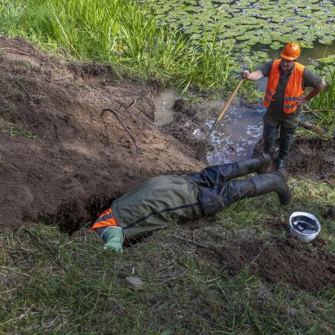 Beverhol in de Waaldijk bij Dodewaard, 2018.