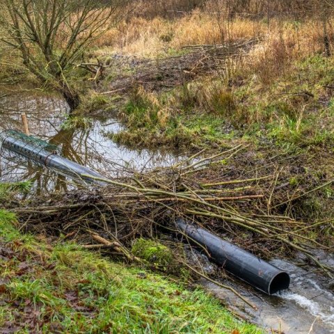 beverdam. Omgeving Groesbeek, 2019.